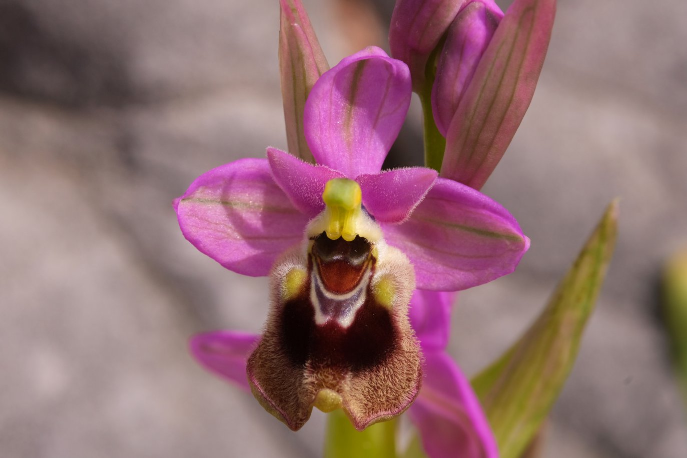 Anno nuovo, orchidee nuove: dalla Grecia con passione.